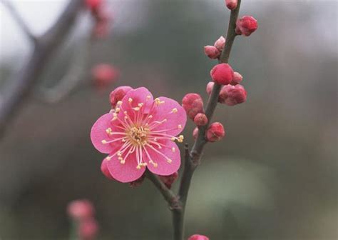 梅花寓意|梅花花語和象徵意義